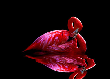 Pretty Flamingo, artwork, pink, bird, reflection HD wallpaper