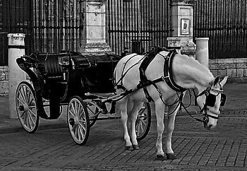 Carriage pulled by a Lonely Horse, horses, carriage, animals, black and white HD wallpaper