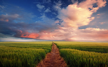 Landscape, Fields HD wallpaper