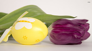 Tulip And Easter Egg, Tulip, Egg, Easter, And HD wallpaper