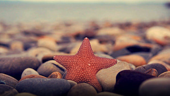 Starfish, Colorful , Ocean life, Underwater graphy HD wallpaper
