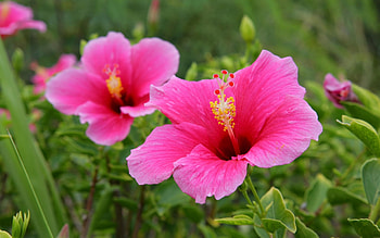 Plants, Flowers HD wallpaper
