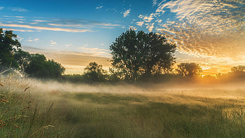 English Meadow In July, Bedfordshire, sunrise, mist, morning, clouds, trees, landscape, sky HD wallpaper
