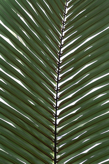 Leaves, Plant, Macro, Palm, Branch HD phone wallpaper
