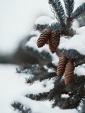 Cones, Snow, Plant, Macro, Branch, Needles HD phone wallpaper