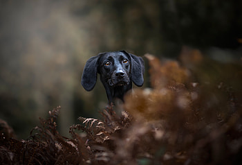 Black Dachshund, dog's muzzle HD wallpaper