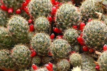 Flowers, Cactus, Thorns, Prickles, Indoor Plant, Houseplant HD wallpaper