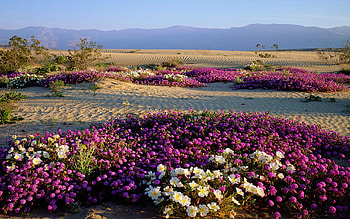 California, Anza-Borrego Desert, spring, hills, blossoms, colors, landscape, flowers, usa HD wallpaper