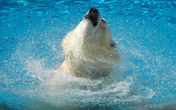 Animals, Water, Muzzle, Bounce, Jump, Polar Bear HD wallpaper