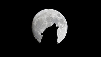 Wolf-Howl, Wolf, moon, Animal, Howl HD wallpaper