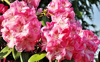 Plants, Flowers HD wallpaper