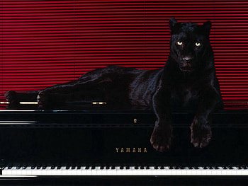 Animals, Sit, Predator, Big Cat, Panther HD wallpaper