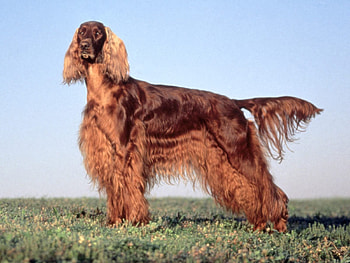 Showy Irsih Setter, dogs, animals, irish setters HD wallpaper