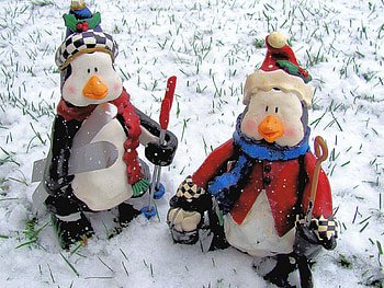 Penguin Snow Ready !!, winter, penguins, snow, christmas, cold, nature HD wallpaper