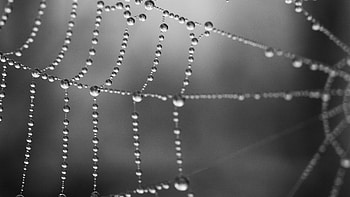 Spider Web Water Drops Blur Background graphy HD wallpaper