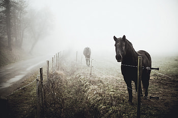 Fog, Animal, Horse HD wallpaper