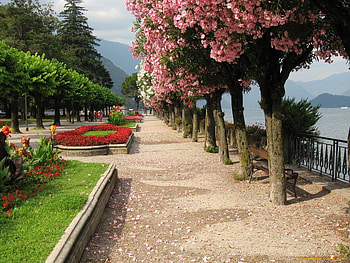 Path by the lake., path, garden, tree, lake, scenery, hedge, flower, view, seat HD wallpaper