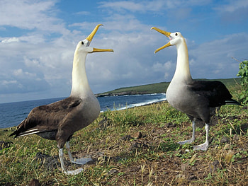 Waved albatross, Galapagos wonder, Exquisite bird , Nature's harmony HD wallpaper