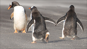 Adorable penguins, Cute bird family, Animal kingdom beauty, Antarctic wildlife HD wallpaper