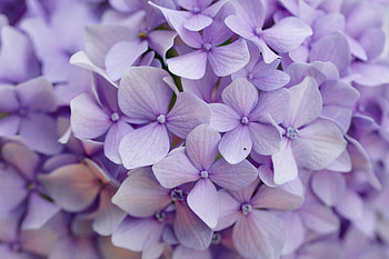 Flowers, Violet, Macro, Petals, Purple, Hydrangea HD wallpaper