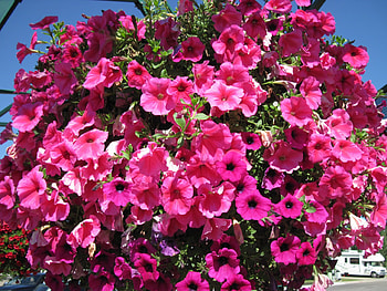 Flowers on a walking day 24, basket, pink, graphy, green, red, Flowers, petunias HD wallpaper