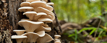 Mashrooms 2, forests, nature, mushrooms, cream, fungi HD wallpaper