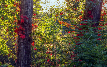 sunset light effect on autumn leaves, leaves, light, autumn, effect, sunset HD wallpaper