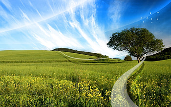 Landscape, Trees, Grass, Sky HD wallpaper