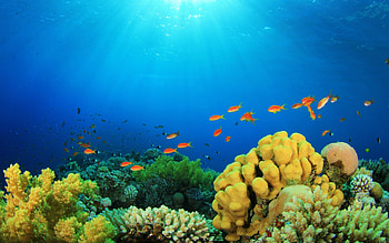 Coral reef , , backgrounds HD wallpaper
