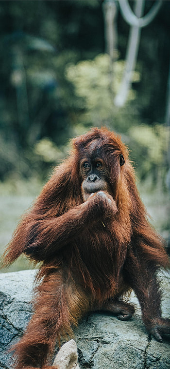 Orangutan, Intelligent primate, Tropical rainforest, Wildlife conservation HD phone wallpaper