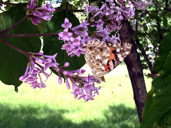 Plants, Butterflies, Insects HD wallpaper