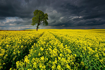 Rapeseed Field, Field, Rapeseed, nature, flower HD wallpaper