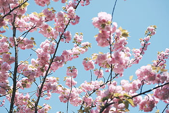 Beautiful cherry blossoms with pink petals in full bloom against a clear blue sky in Tokyo. HD wallpaper