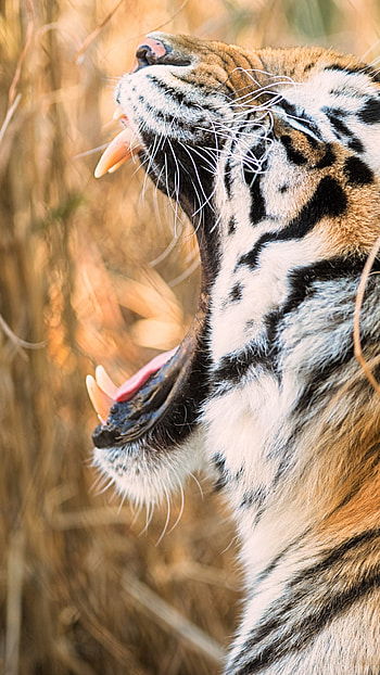muzzle, Animal, tiger HD phone wallpaper