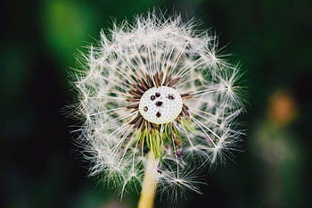 Macro shot of a dandelion showing intricate details of seeds against a dark green background. HD wallpaper