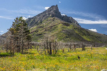 Nature, Trees, Grass, Mountains, Vertex, Top, Slope HD wallpaper