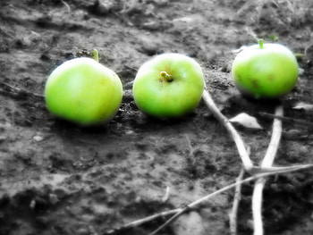 green apples, garden, apple, green HD wallpaper