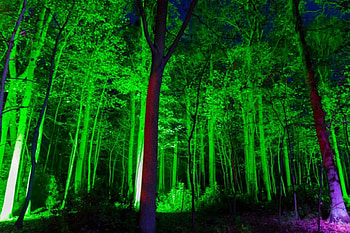 Spooky Forest, Magical, Enchanted, Trees, Spooky, Nature, Forests HD wallpaper