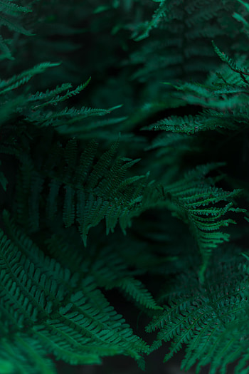 Leaves, Macro, Fern, Branches HD phone wallpaper