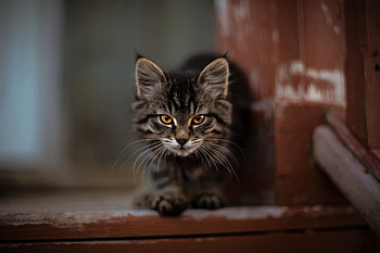 Cute, kitten, adorable, stare HD wallpaper