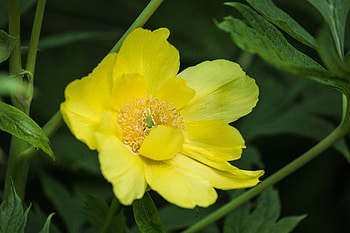 Flower, Plant, Macro, Flora HD wallpaper