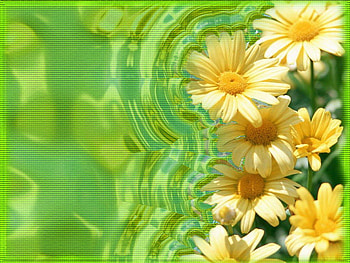 daisies, beuty, nature, flowers HD wallpaper