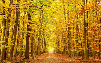 autumn, road, leaves, tree HD wallpaper