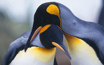Birds, Animals, Pinguins, Beak, Couple, Pair HD wallpaper