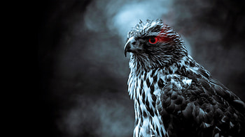 Red Eye Eagle , eagle, birds HD wallpaper