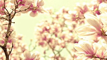 Flower, Macro, Light, Petals, Light Coloured HD wallpaper