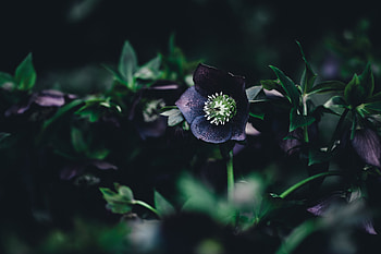 Leaves, Flower, Dark HD wallpaper