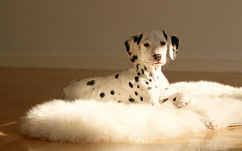 Animals, To Lie Down, Lie, Dalmatian, Dalmatians, Fur, Mat, Rug HD wallpaper