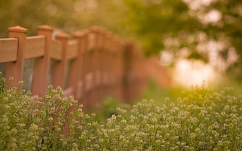 Fence, grass, nature, flower HD wallpaper