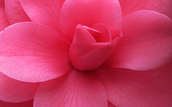 Pink, Flower, Plant, Macro, Petals HD wallpaper